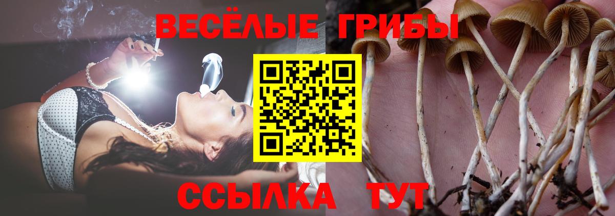 цена   Галлюциногенные грибы Psilocybe  Борисоглебск  Псилоцибиновые грибы мухоморы 